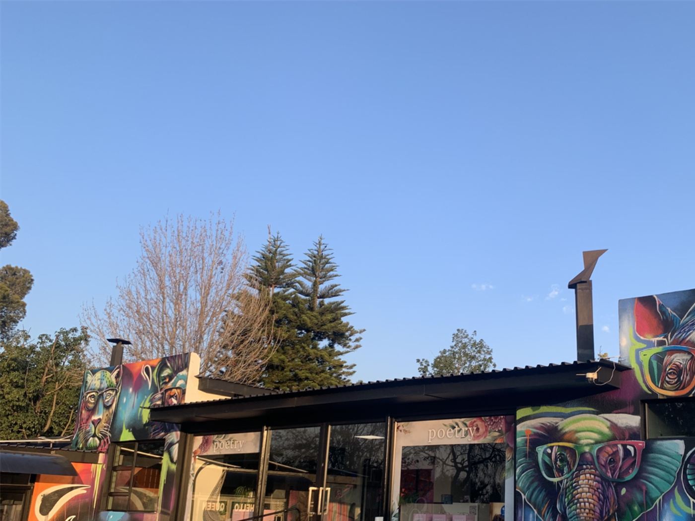 Corner view of the painted optometrist building with leopard and rhino murals