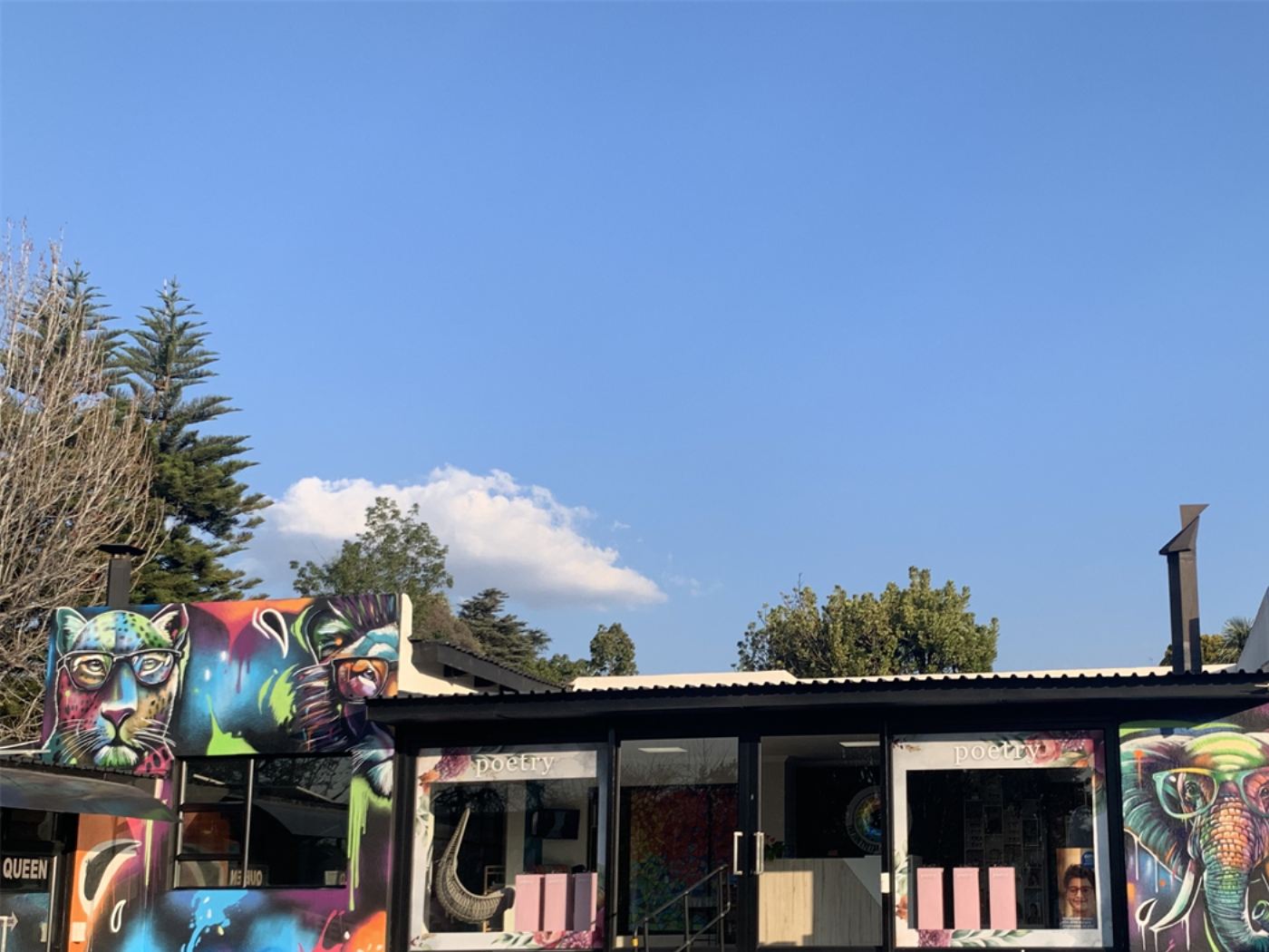 Optometrist shopfront wrapped in colourful Big Five and big-cat murals